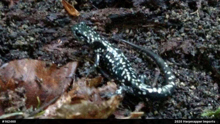 Northern Slimy Salamander