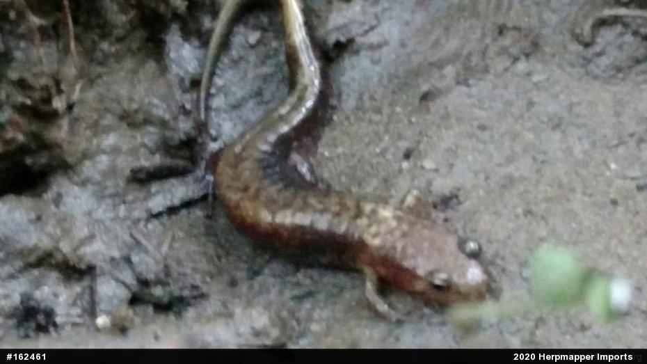 Allegheny Mountain Dusky Salamander
