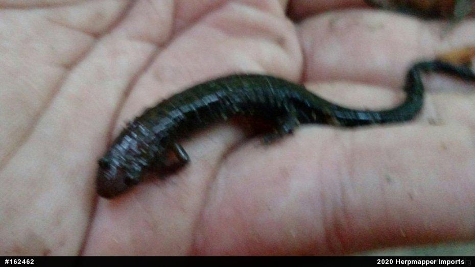 Allegheny Mountain Dusky Salamander