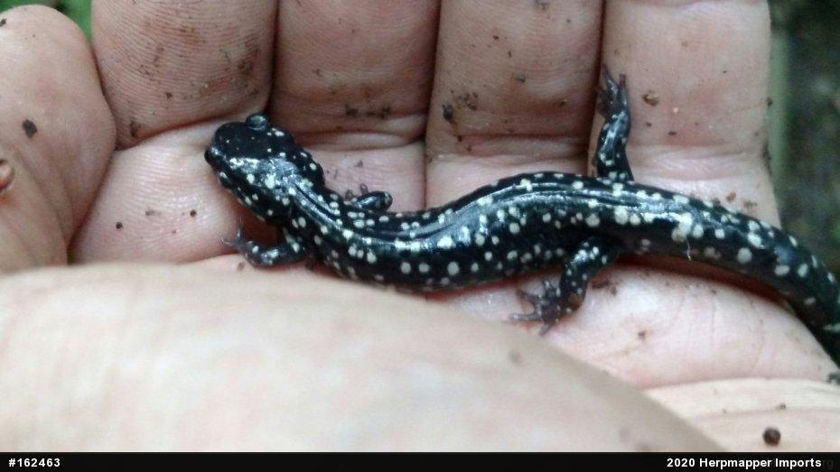 Northern Slimy Salamander