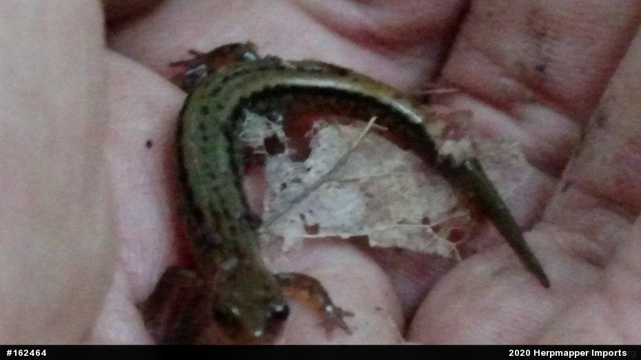 Northern Two-lined Salamander