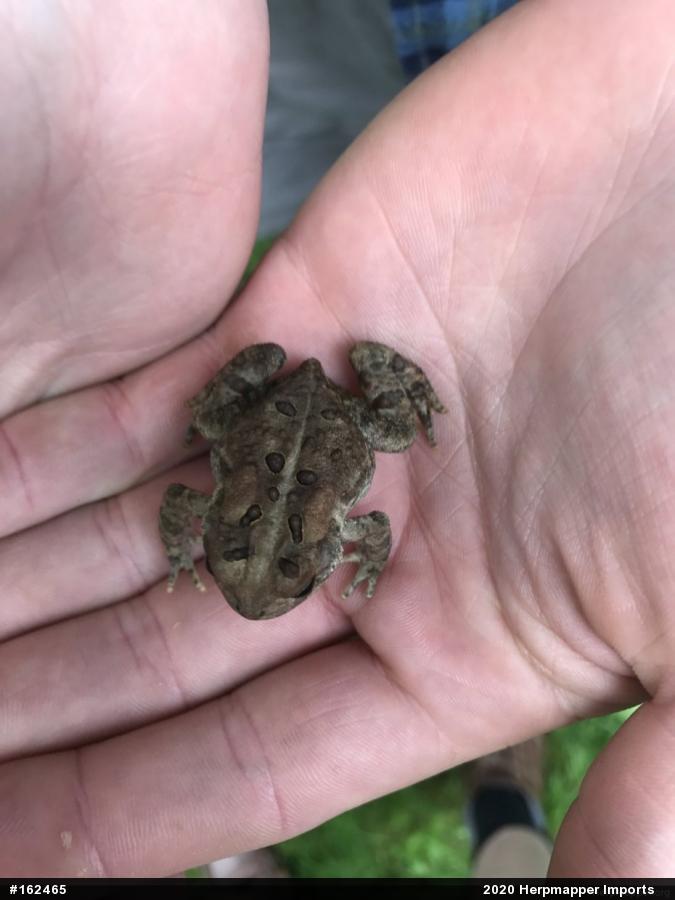 Eastern American Toad