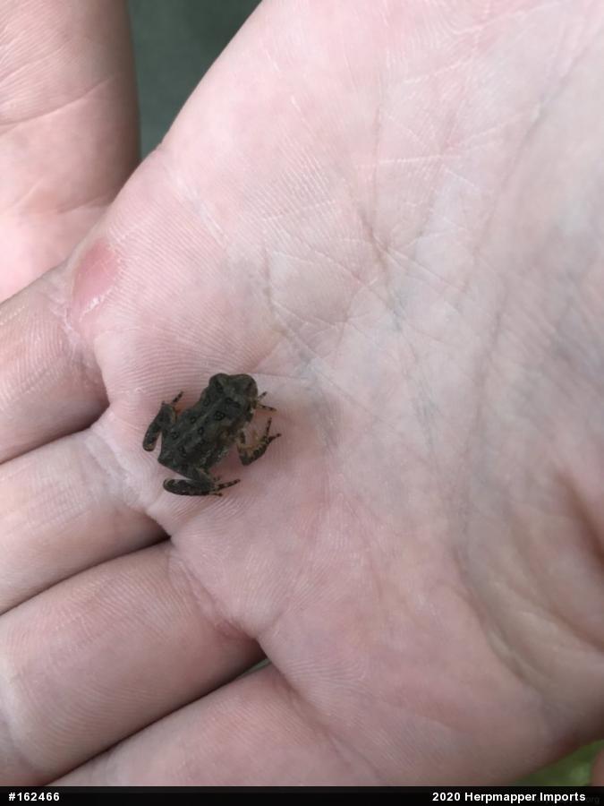 True Toads