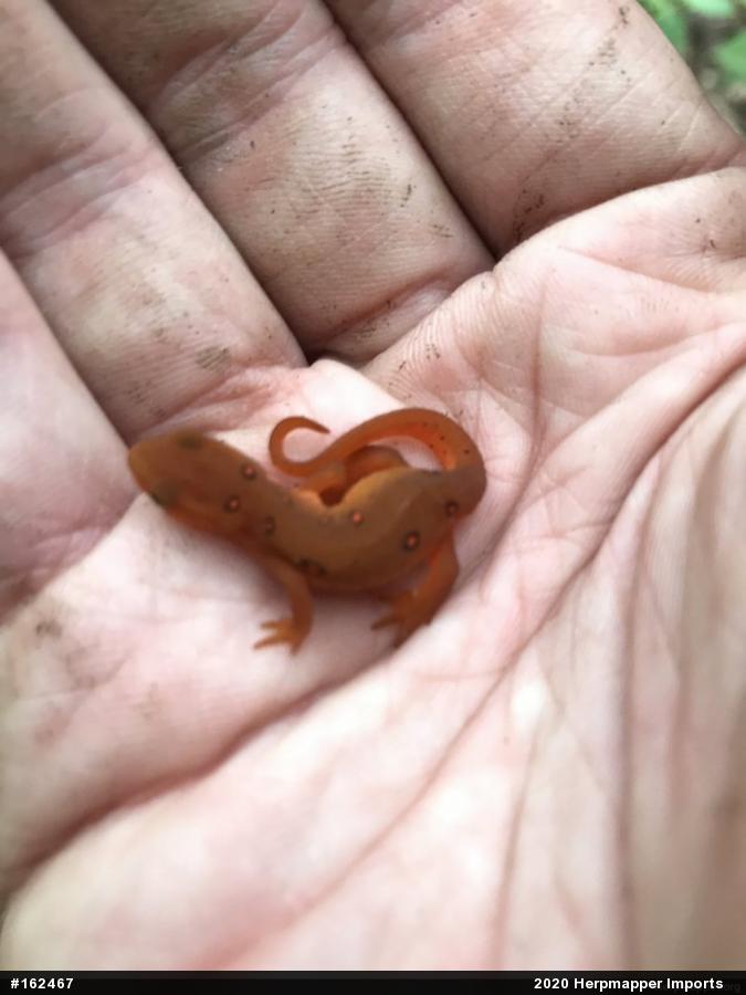 Red-spotted Newt