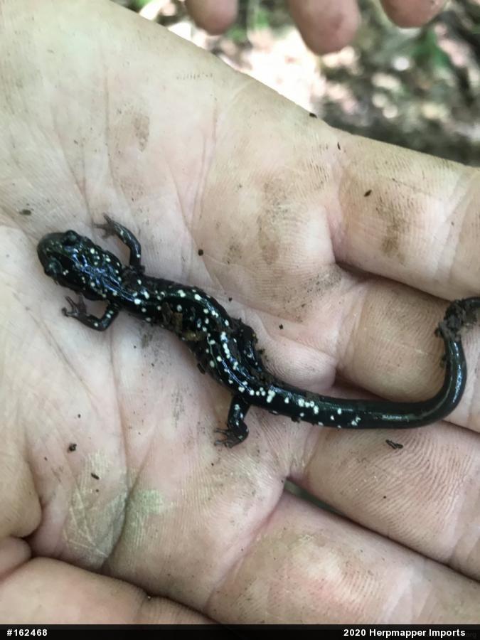 Northern Slimy Salamander