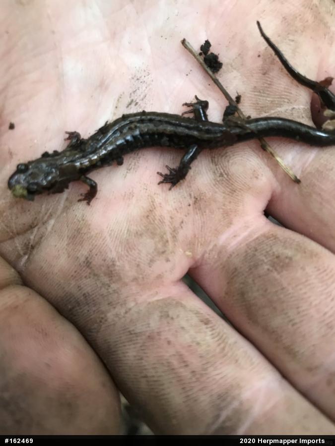 Allegheny Mountain Dusky Salamander