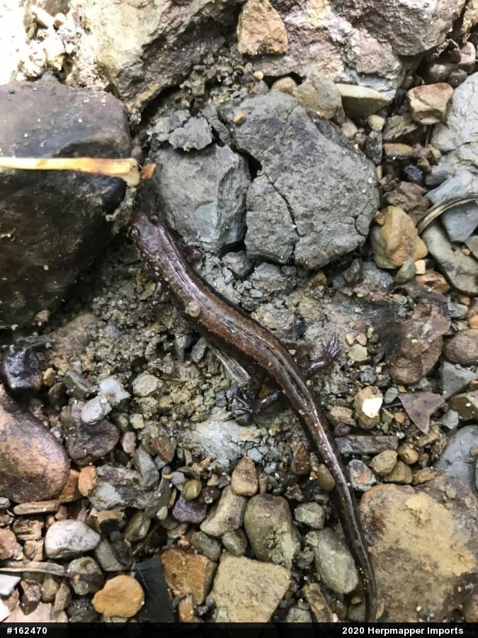 Allegheny Mountain Dusky Salamander