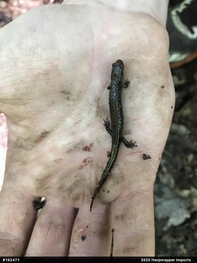Allegheny Mountain Dusky Salamander