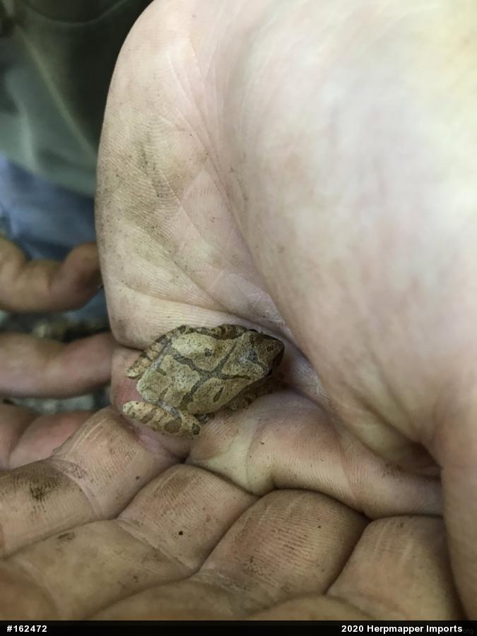 Spring Peeper
