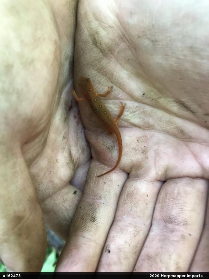 Red-spotted Newt