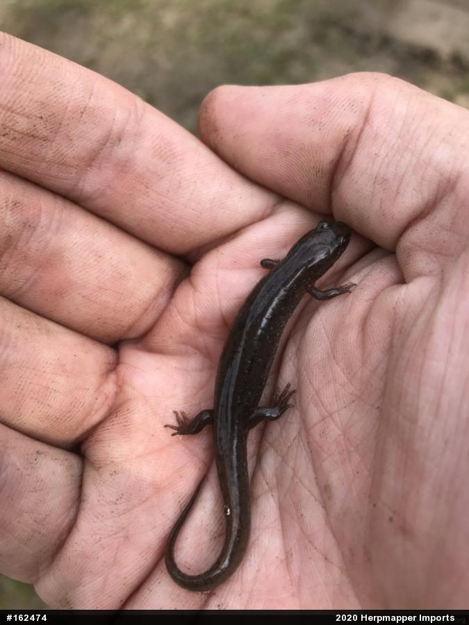 Northern Dusky Salamander
