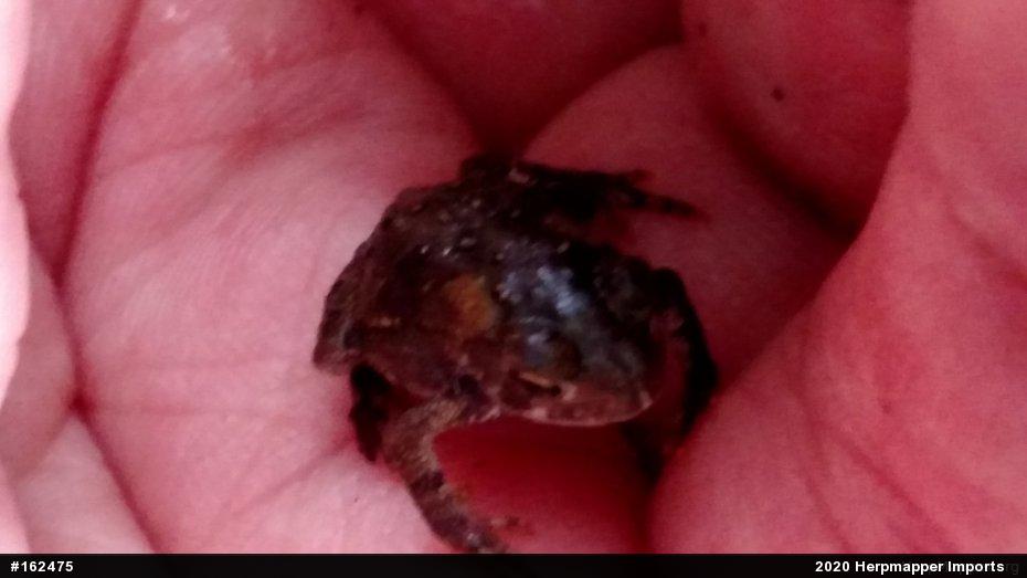 True Toads