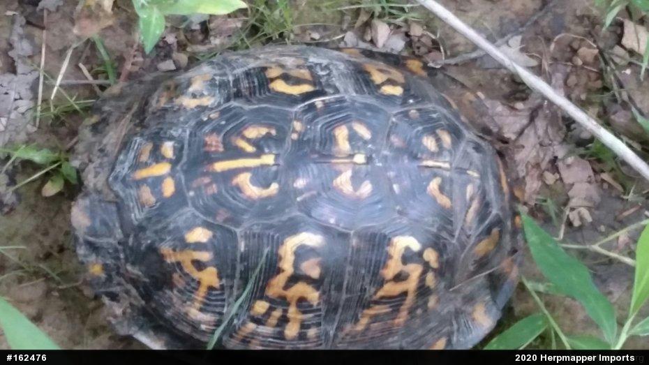 Eastern Box Turtle