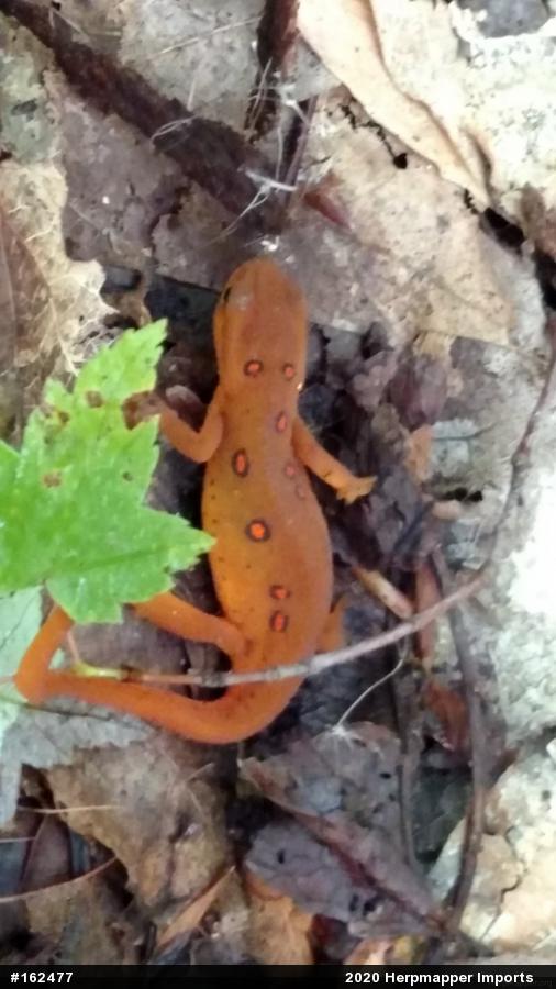 Red-spotted Newt
