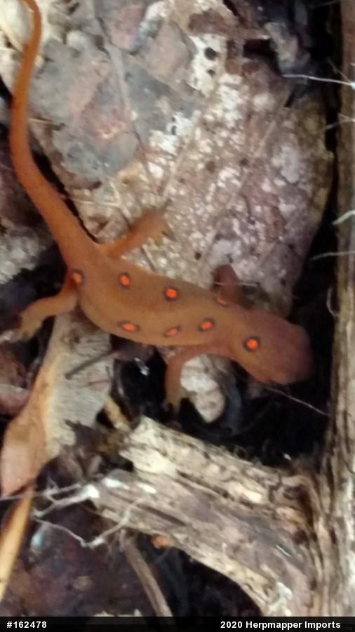 Red-spotted Newt