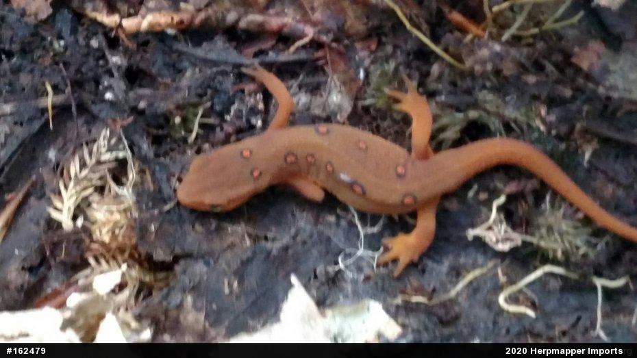 Red-spotted Newt