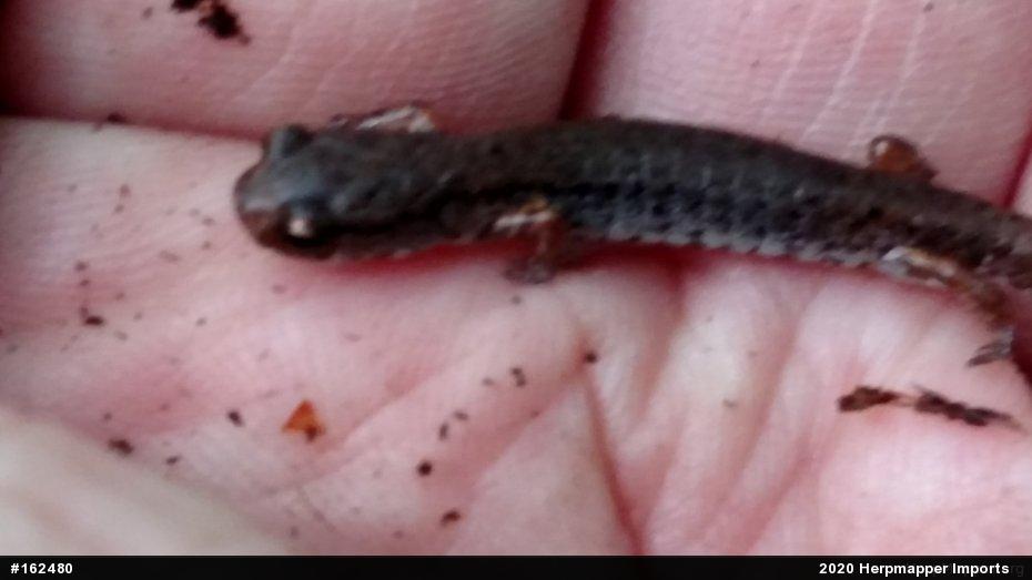 Four-toed Salamander