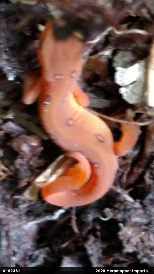 Red-spotted Newt
