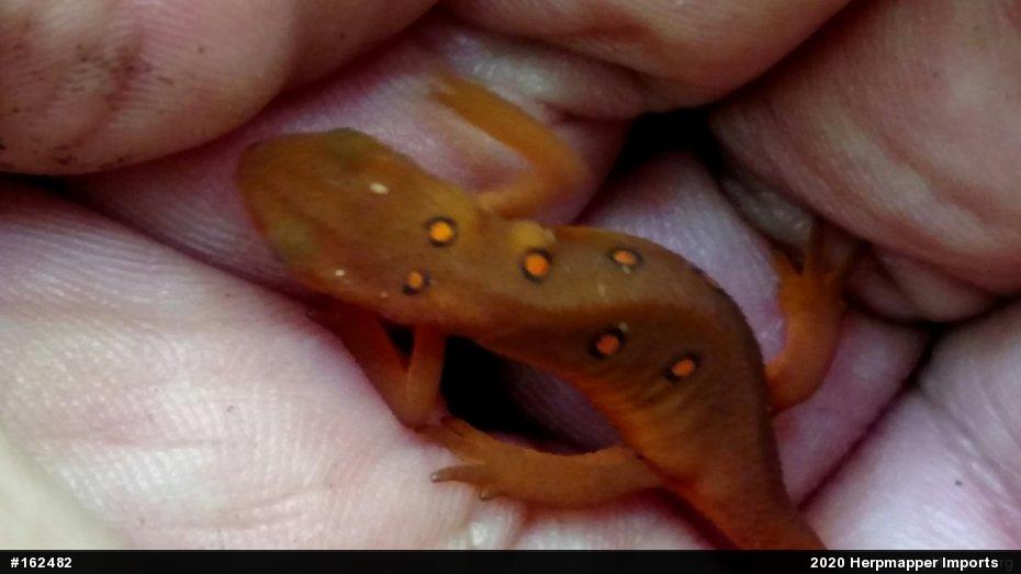 Red-spotted Newt