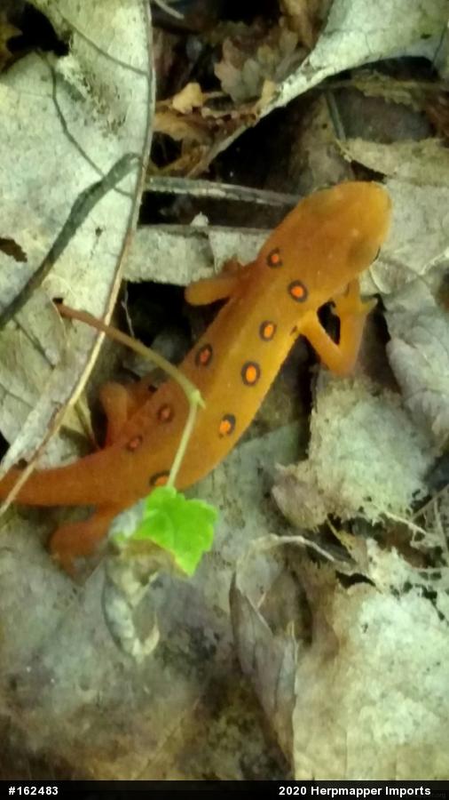 Red-spotted Newt