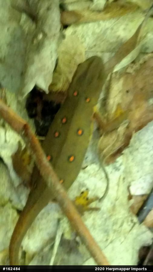 Red-spotted Newt