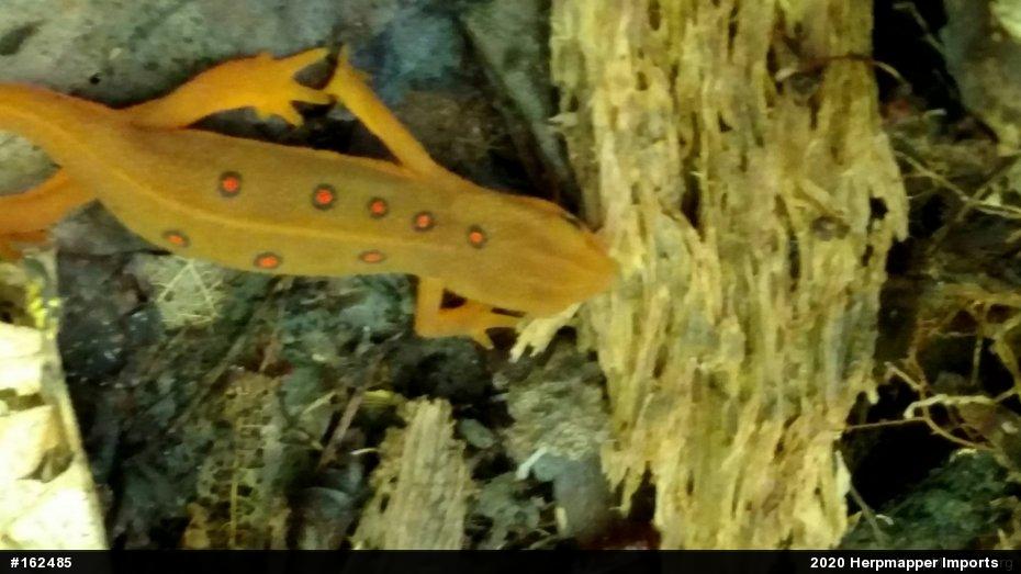 Red-spotted Newt