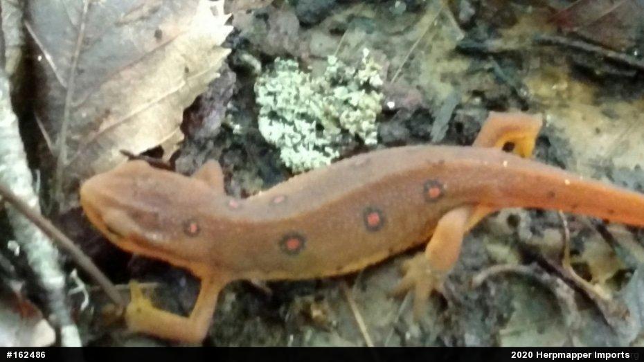 Red-spotted Newt