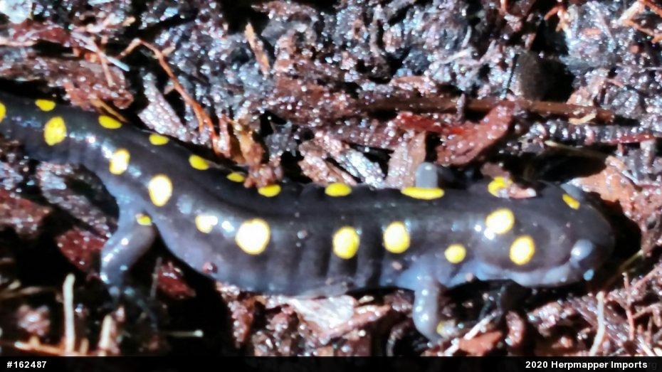 Spotted Salamander