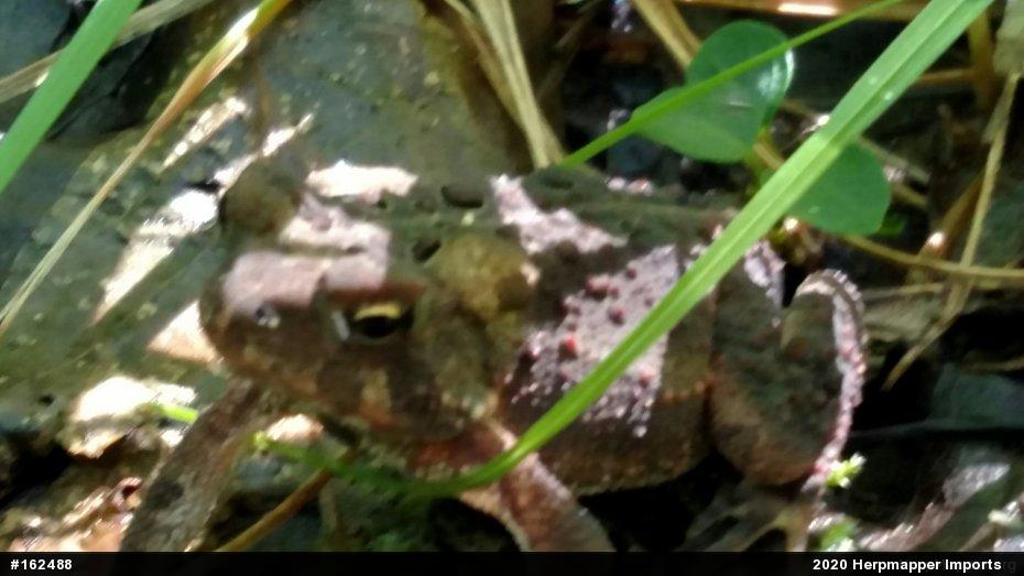 Eastern American Toad