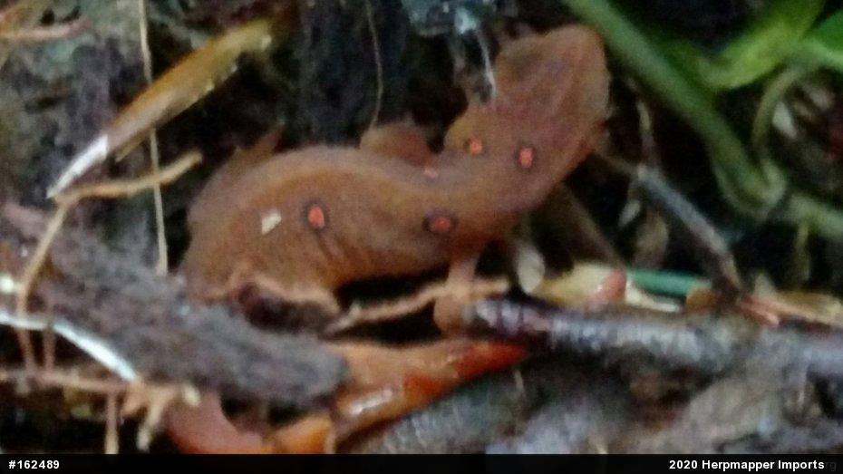 Red-spotted Newt