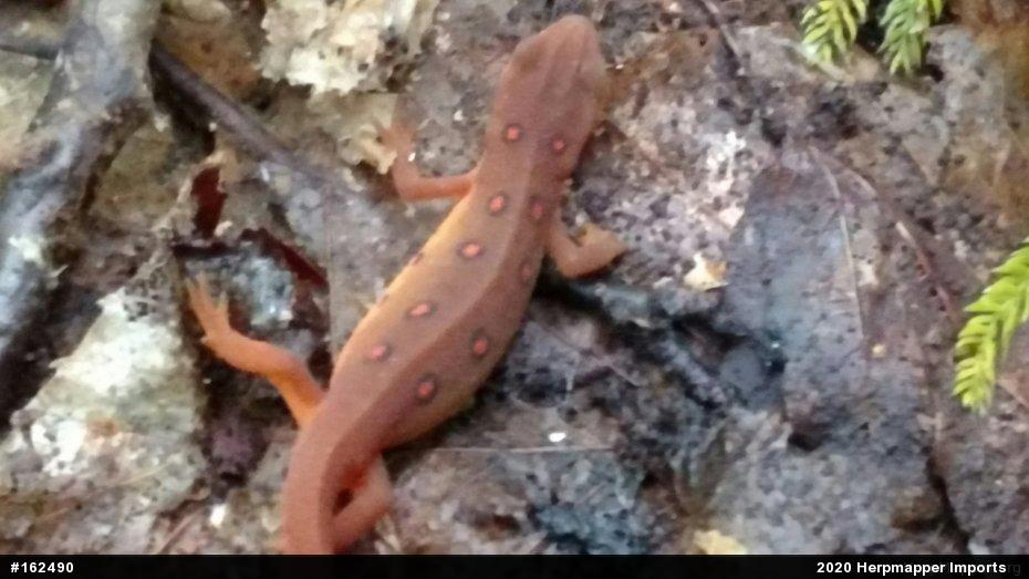 Red-spotted Newt