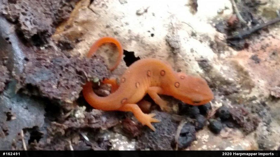 Red-spotted Newt