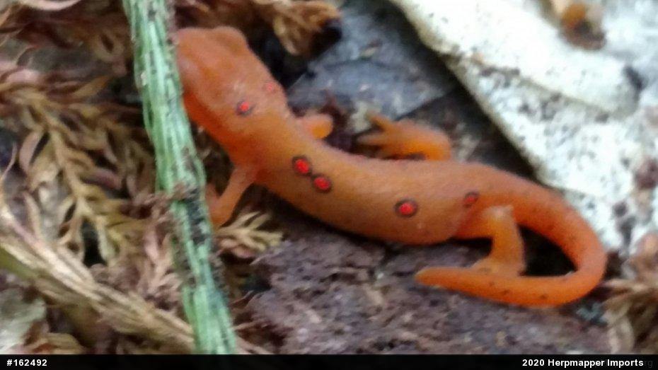 Red-spotted Newt