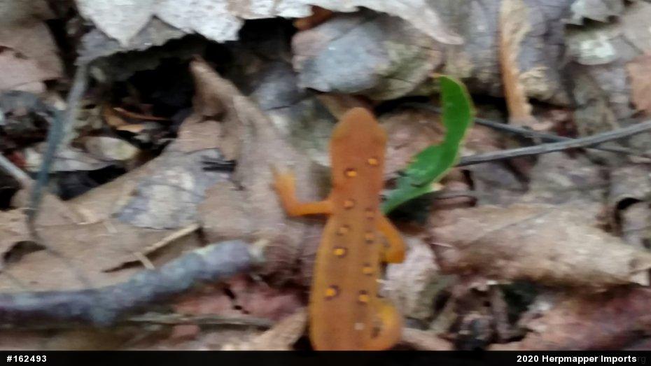 Red-spotted Newt