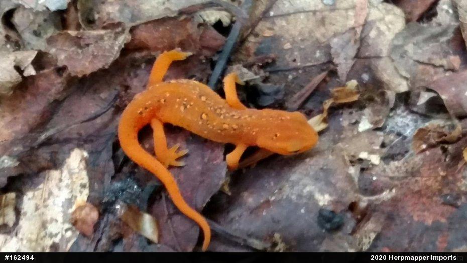 Red-spotted Newt