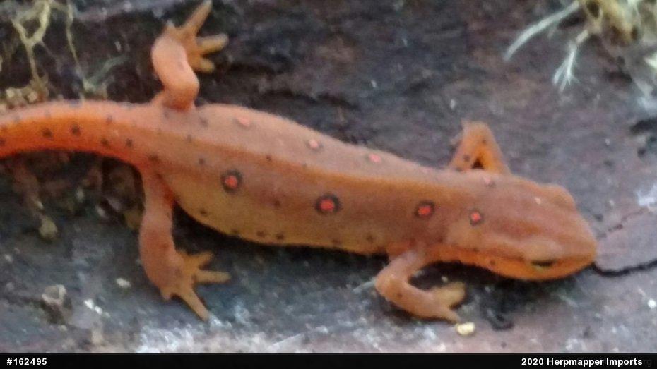Red-spotted Newt