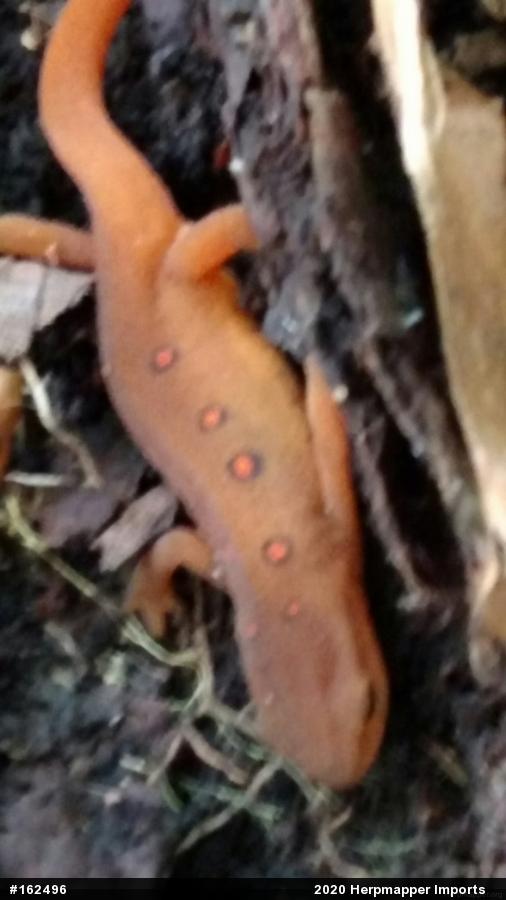 Red-spotted Newt