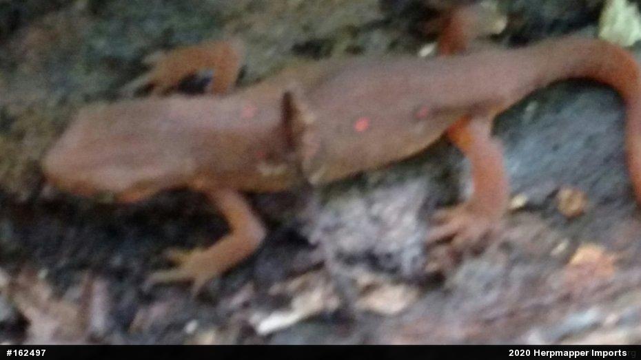 Red-spotted Newt
