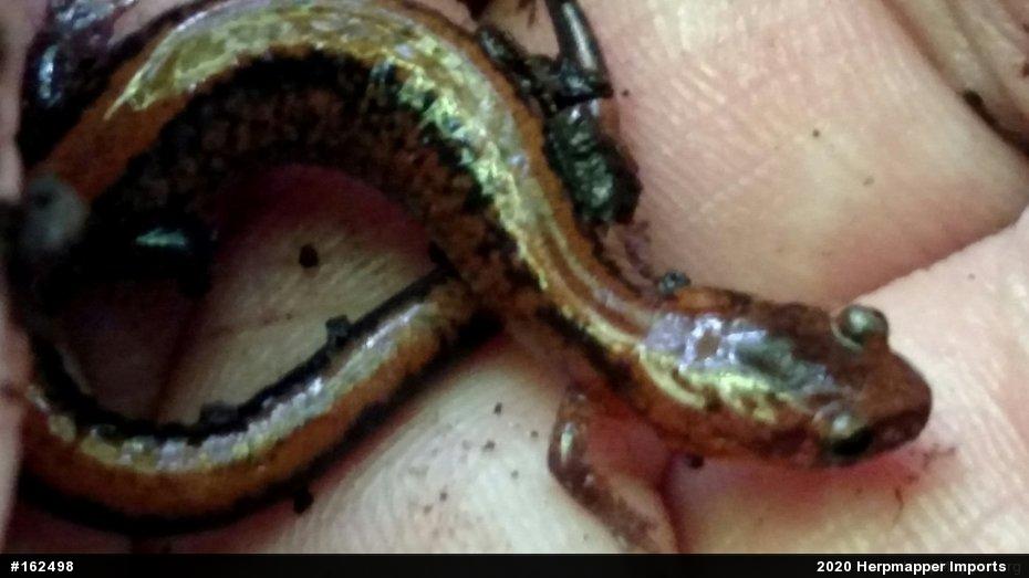 Eastern Red-backed  Salamander