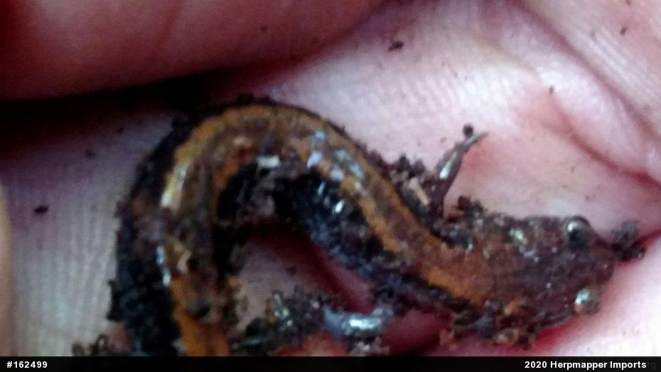 Eastern Red-backed  Salamander