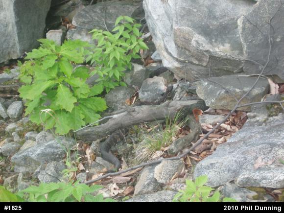 Timber Rattlesnake