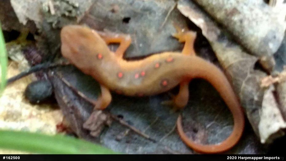 Red-spotted Newt