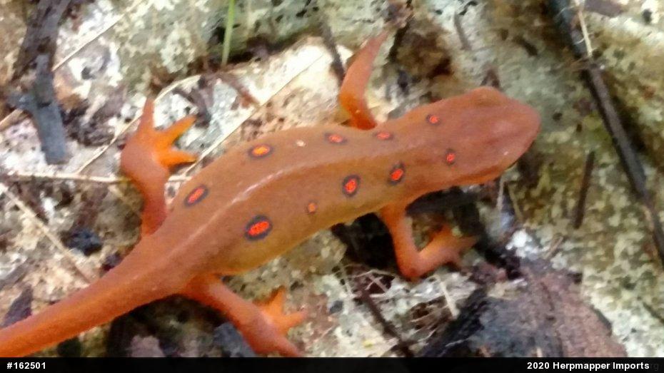 Red-spotted Newt