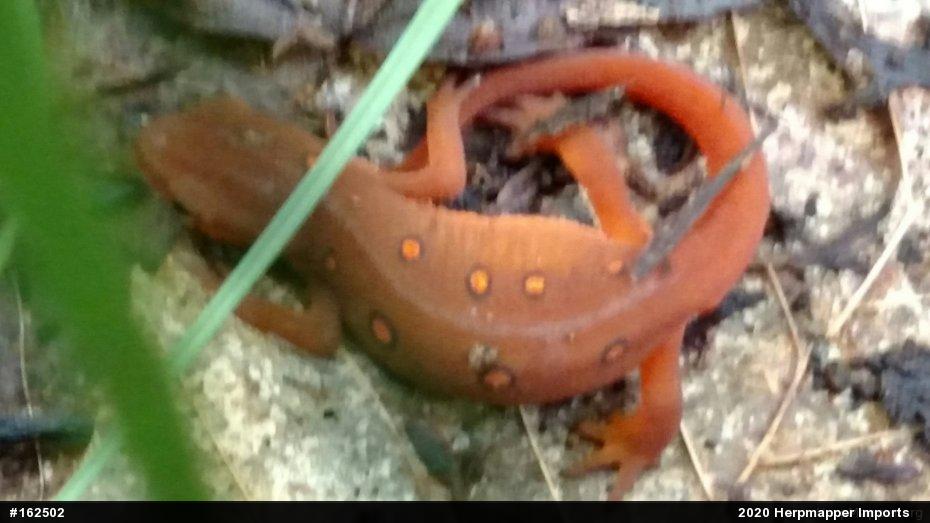 Red-spotted Newt
