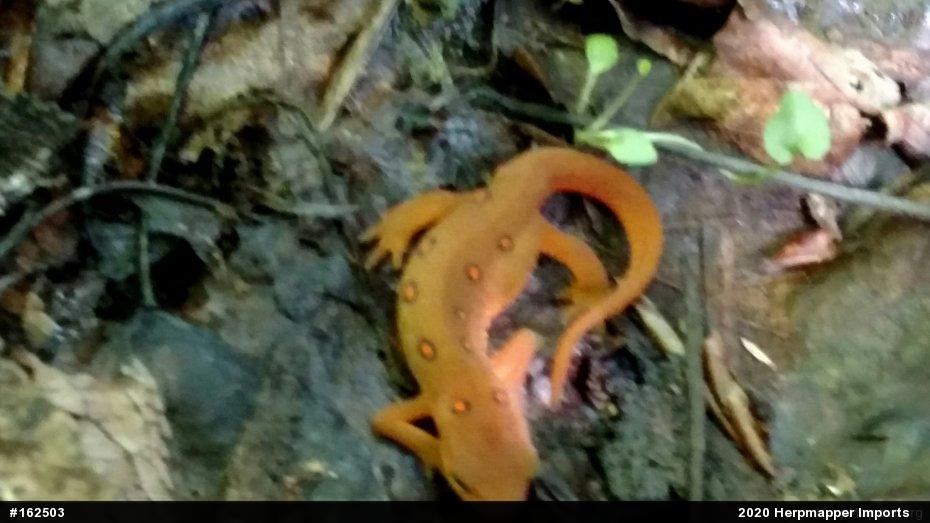 Red-spotted Newt