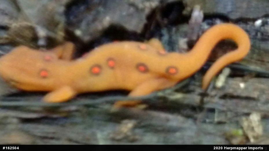 Red-spotted Newt
