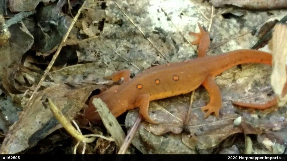 Red-spotted Newt
