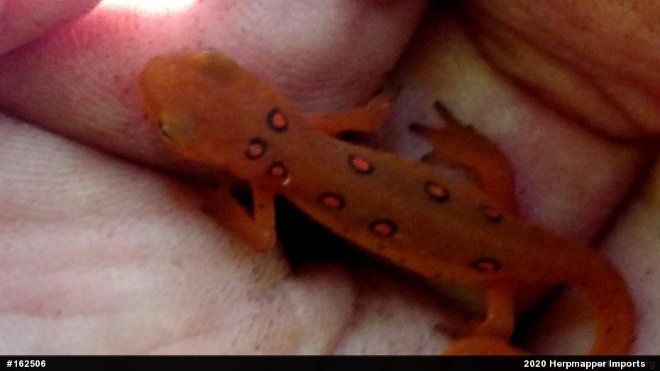 Red-spotted Newt