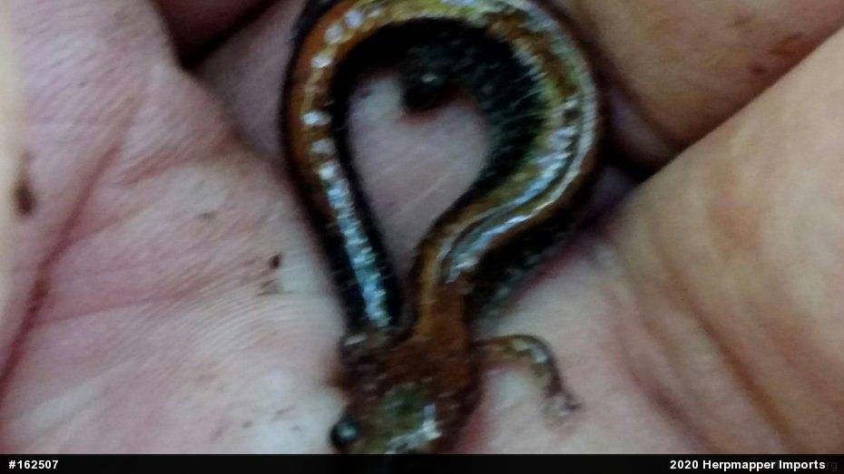 Eastern Red-backed  Salamander