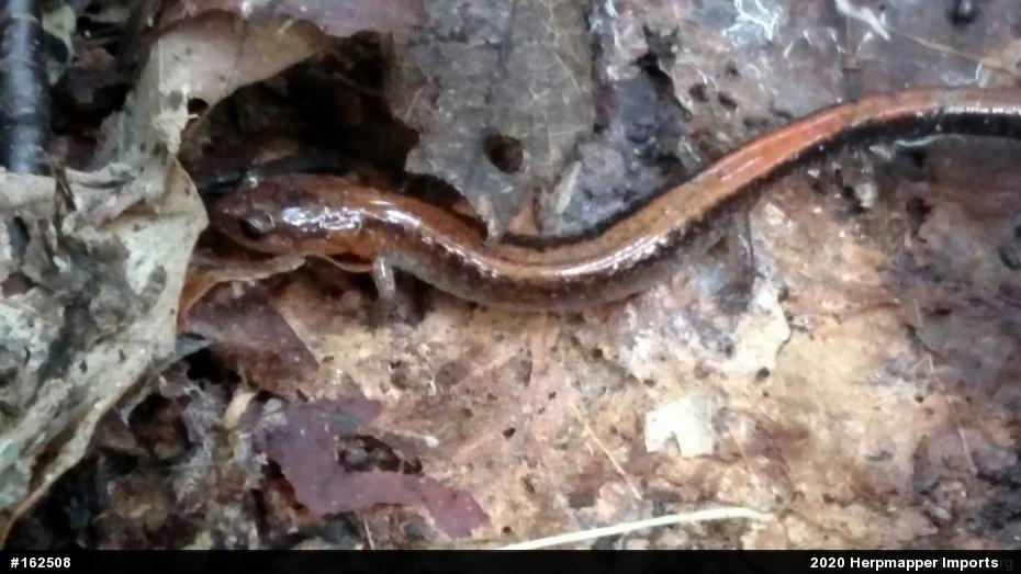 Eastern Red-backed  Salamander